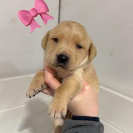YELLOW FEMALE (yellow) - Yellow female Labrador Retriever puppy in Summit, South Carolina from Southern Pine Labradors