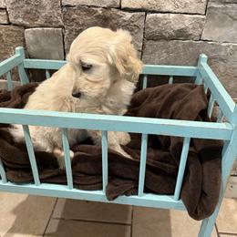 Golden Retriever Puppies from Evergreen Snow Doodles