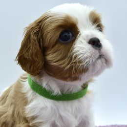 Cavalier King Charles Spaniel Puppies from Goddens Cavaliers