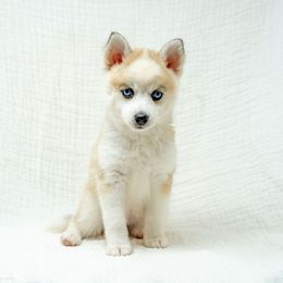 Baby Bee - Silver and white female Pomsky puppy in Spring City, Pennsylvania from Pomsky Power Puppies