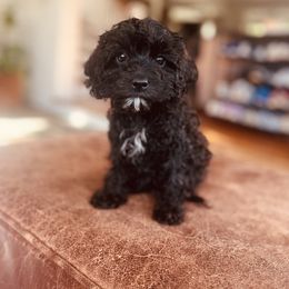 Bea - Black and white female Cavapoo puppy in Strasburg, Pennsylvania from Still Water Puppies