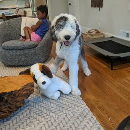 Goldendoodle, Old English Sheepdog, and Sheepadoodle All Grown Up from V6 Ranch Dogs