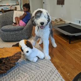 Goldendoodle, Old English Sheepdog, and Sheepadoodle All Grown Up from V6 Ranch Dogs
