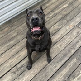 Cat - Cane Corso