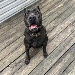 Cat - Cane Corso