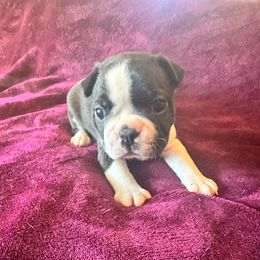 Girl 1 - Black and white female Boston Terrier puppy in Brookville, Ohio from Best Friend Bostons