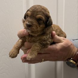 Aho - Brown female Bernedoodle puppy in Raleigh, North Carolina from Crabtree Doodles