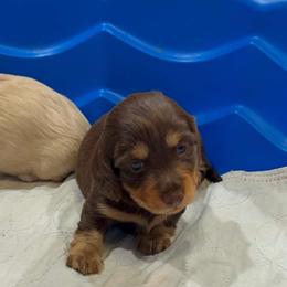Cupcake - Chocolate and tan female Dachshund puppy in Maidsville, West Virginia from L&B Lowriders