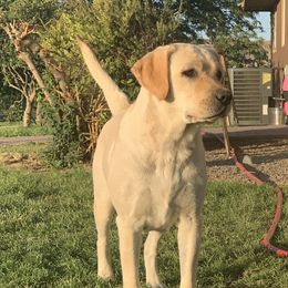 River - Labrador Retriever