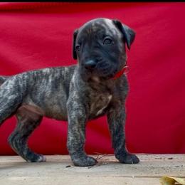 Red - Tiger female Perro de Presa Canario puppy in Raleigh, North Carolina from Kings Court Kennel