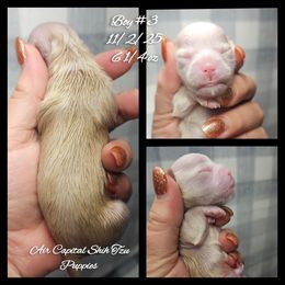 Dasher - Cream and white male Shih Tzu puppy in Maize, Kansas from Air Capital Shih Tzu Puppies