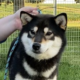Shiba Inu from Null