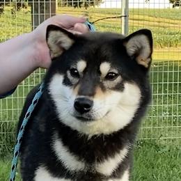 Shiba Inu from Null