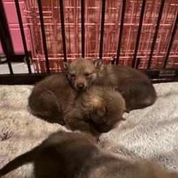 Girl 1 - Silver gray female Czechoslovakian Vlcak puppy in Boon, Michigan from Mikai's Pack