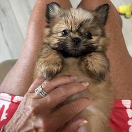 Ice Man - Tricolor female Shih Tzu puppy in Punta Gorda, Florida from Staci Fidler