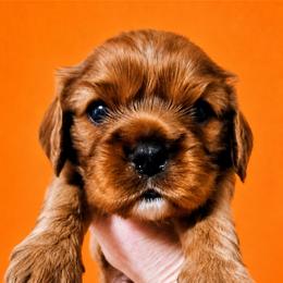 Boy 2 - Ruby male Cavalier King Charles Spaniel puppy in Willmar, Minnesota from Starlite Cavaliers