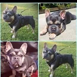 Biggs - French Bulldog