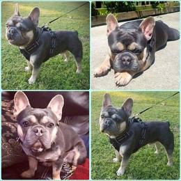 Biggs - French Bulldog