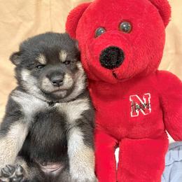 Lighting - Black and tan male Shiba Inu puppy in Milton, Florida from Moonlight Shibas