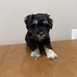 Choice - Black and silver male Miniature Schnauzer puppy in Charlotte, North Carolina from Marley’s Babies