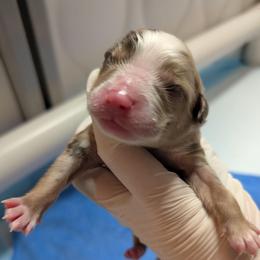 Raspberry - Red merle male Toy Australian Shepherd puppy in Lakeland, Florida from Under the Oak Aussies
