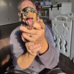 Five Pink - Black and tan female Dachshund puppy in Clarksville, Tennessee from Sonya's Dachshunds