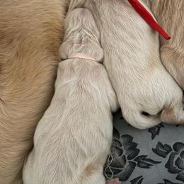 Nancy - Golden female Golden Retriever puppy in Duncan, South Carolina from Glimmer Goldens