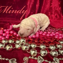 Mindy - Cream female Poodle puppy in Port Orange, Florida from Daytona’s Standard Poodles