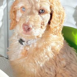 Goldendoodle Puppies from Lundee Doodles