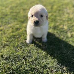 Golden Retriever Puppies from Star Raised Goldens