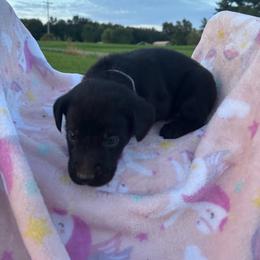 Male 2 - Black male Labrador Retriever puppy in Centerville, Pennsylvania from Rose Haven Farm