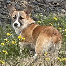 Mocha - Fawn female Pembroke Welsh Corgi puppy in Keizer, Oregon from Grit Phillips