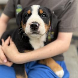 Navy girl - Black, white and red female Greater Swiss Mountain Dog puppy in Woodland, Washington from Woodland Swissie’s