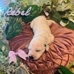 Rebel - White and black female Dalmatian puppy in Mount Vernon, Missouri from Spots & Spirals