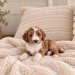 Charlotte - Red  female Goldendoodle puppy in Floyd, Virginia from Hearts and Paws Poodles and Doodles