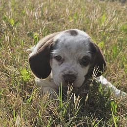 Beagle puppies from Lonestar Beagles