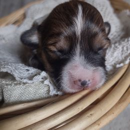 Pembroke Welsh Corgi Puppies from Cedar Trail Corgis