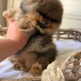 Little Lullaby - Orange sable female Pomeranian puppy in Sacramento, California from Carousel Poodles & Pomeranians
