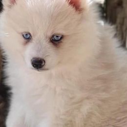 Pomskies from Dogwood Farm Pomskies
