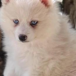 Pomskies from Dogwood Farm Pomskies