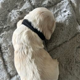 Black collar - Red and white male Cocker Spaniel puppy in Philpot, Kentucky from Country Cockers
