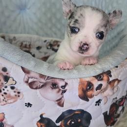 Maria - Merle female Chihuahua puppy in Amity, Pennsylvania from Baxters Chihuahuas