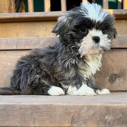 Prince - Black white and silver male Shih Tzu puppy in Winder, Georgia from Empire Yorkies
