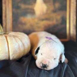Purple Male - White and black male Dalmatian puppy in Hawkins, Texas from Snow Dalmatians