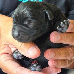 Boy 3 - Black male Labrador Retriever puppy in Seymour, Tennessee from Pride of the Southland Labs