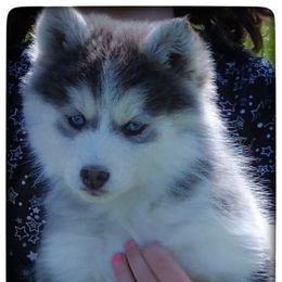 Pomsky Puppies from Foxfire Arctic Spitz