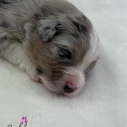 Jezebel - Blue merle female Australian Shepherd puppy in Jonesborough, Tennessee from Lotus Australian Shepherds