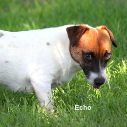 Layka - Russell Terrier