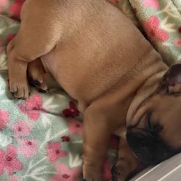French Bulldogs from FrenchShe Kennels