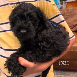 Fozzie - Black male Schnoodle puppy in Sedalia, Missouri from Farmer Brown's Puppies